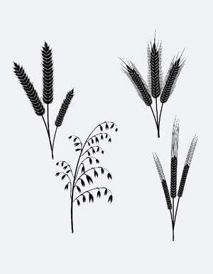 gluten allergy